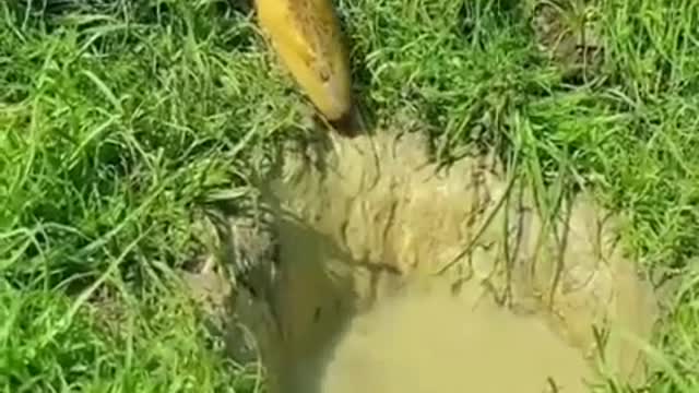 Attacking in a fish neutral