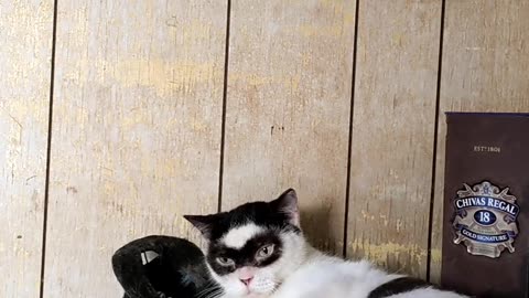 Masked Cat Wears a Cowboy Hat