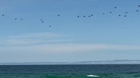 Beach seagull