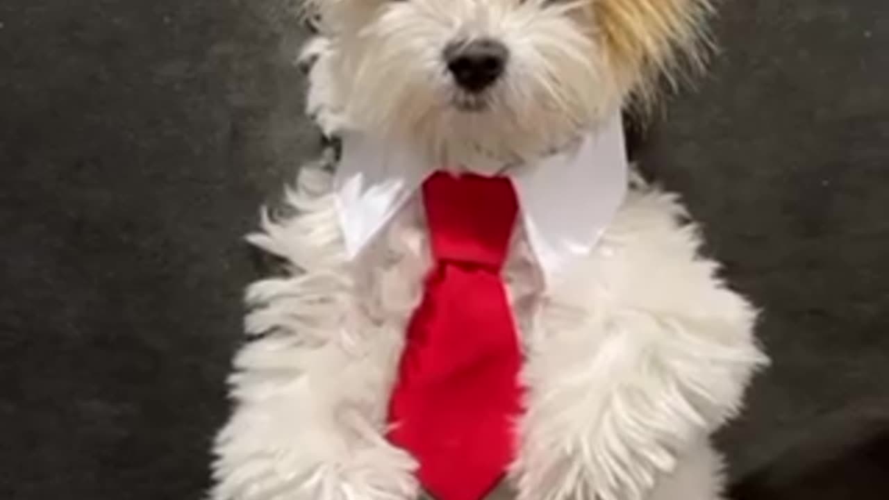 Puppy wants to b president of States