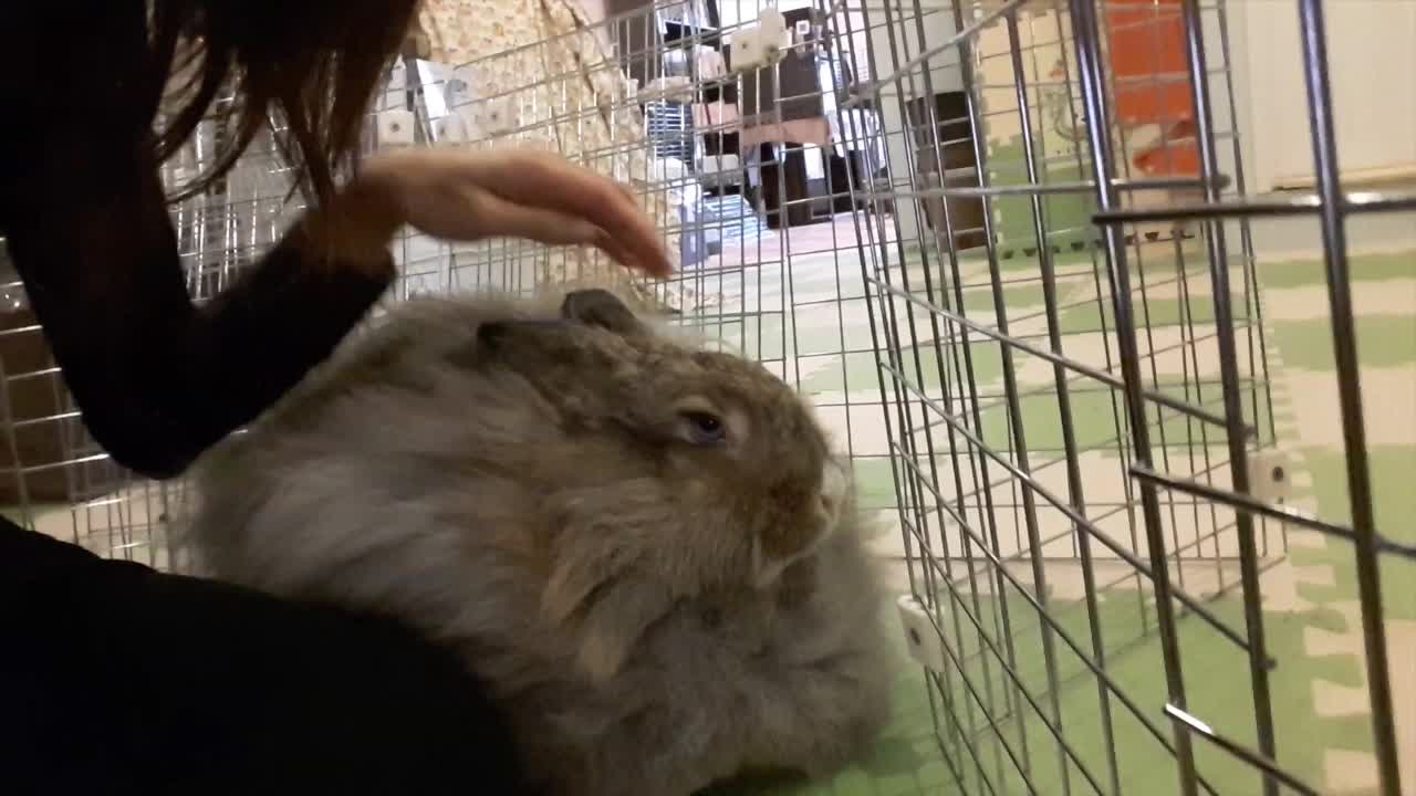 Japanese rabbit cafe dream come true for animal lovers