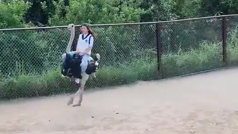 An Adrenaline-Fueled Ostrich Ride