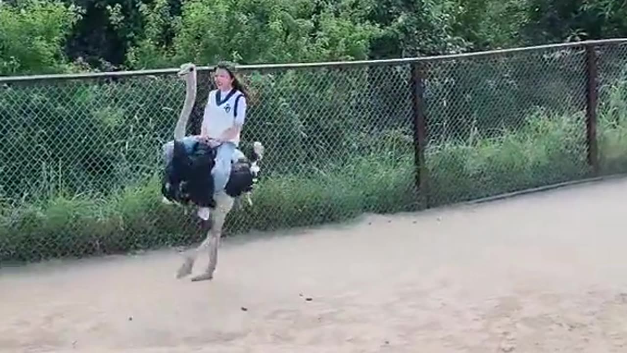 An Adrenaline-Fueled Ostrich Ride