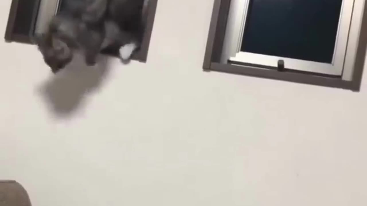 Hilarious Animals!!