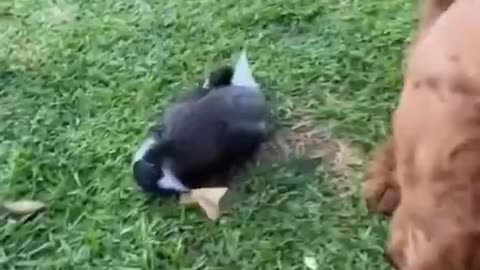 News Break: Bird Boss