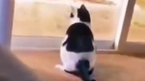 Cute Animals #shorts