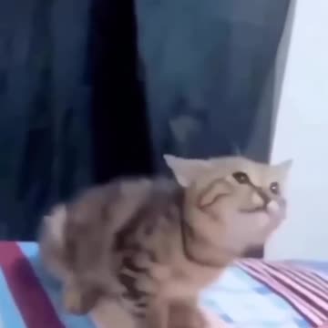 Episode 5| cute cats and dogs compilation video | cutest baby animals