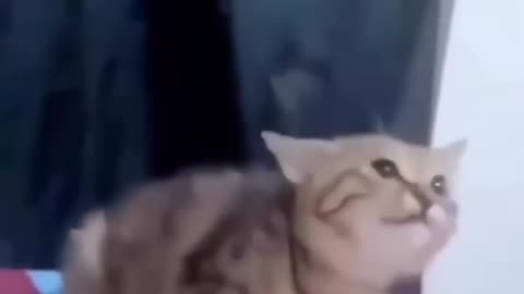 Episode 5| cute cats and dogs compilation video | cutest baby animals