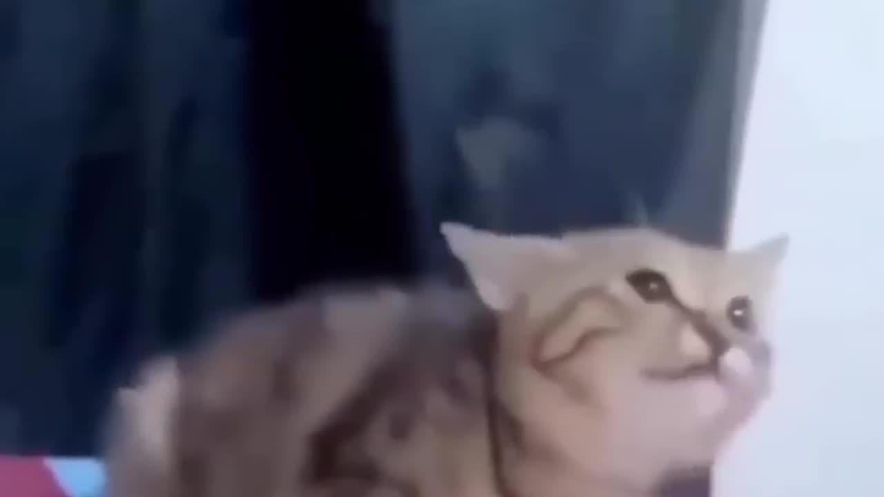 Episode 5| cute cats and dogs compilation video | cutest baby animals