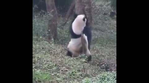 panda pole dance