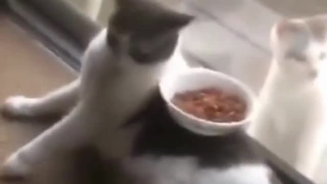 Funny Animal Viral Videos / Viral Animals / Dog Videos / Cat Videos / Go Viral