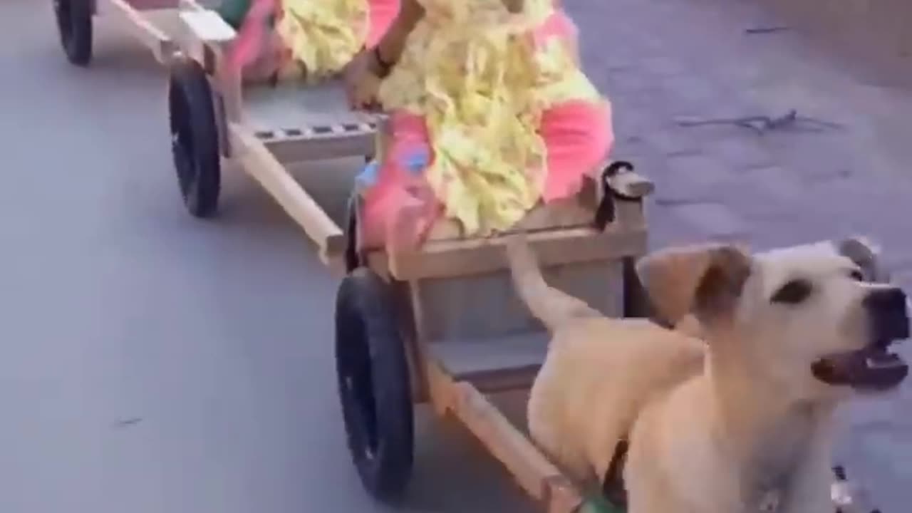 Cute dog and baby