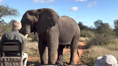 Giant African elephant challenges safari tracker