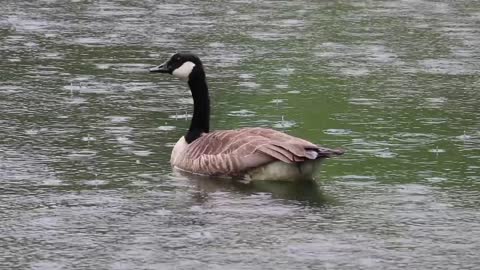 A goose standing in the water during the rain