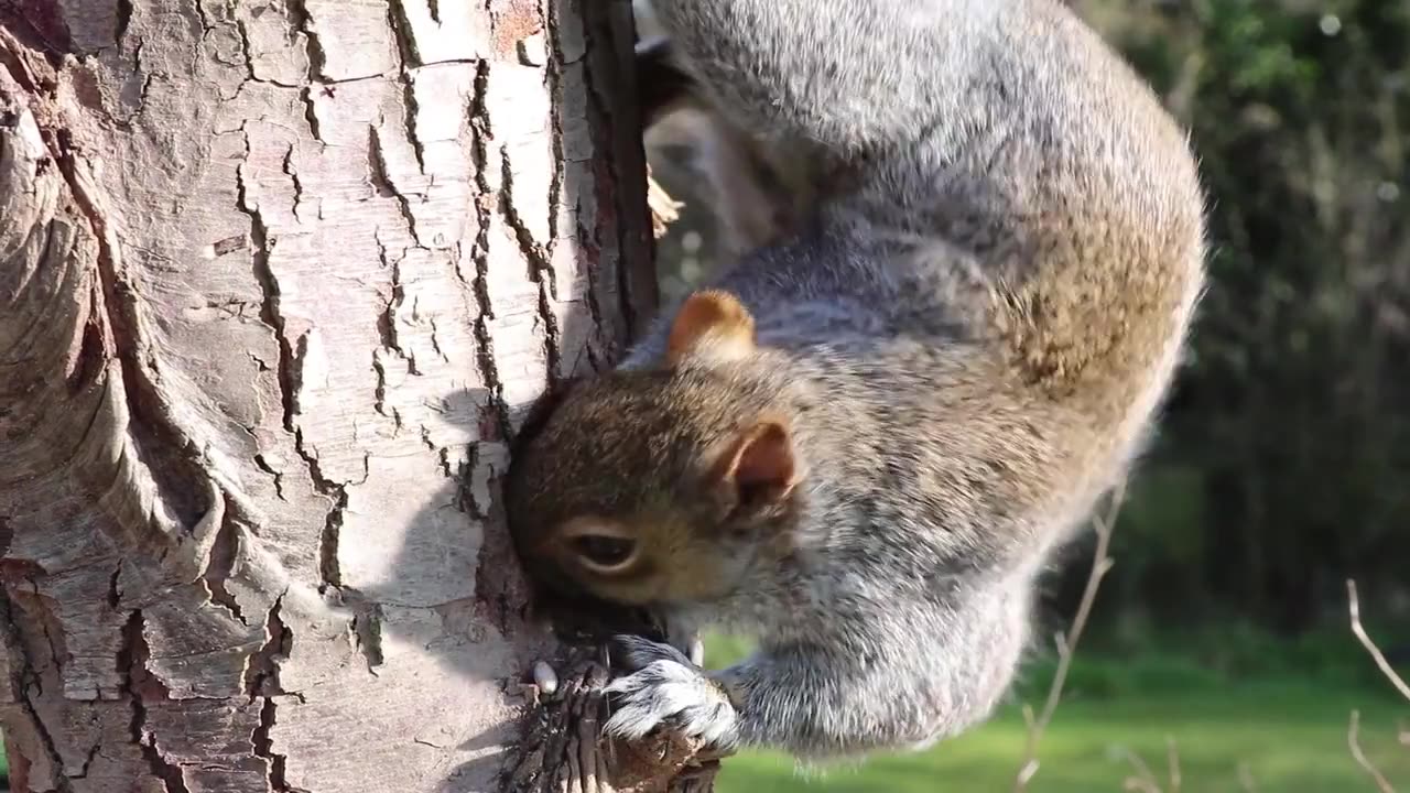 Grey squirrels