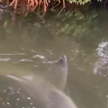 When a bait bucket comes, hungry bull sharks soon assemble.