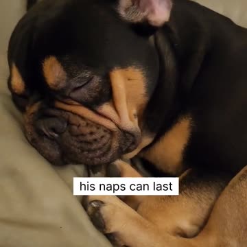 Most lazy creature on the planet.