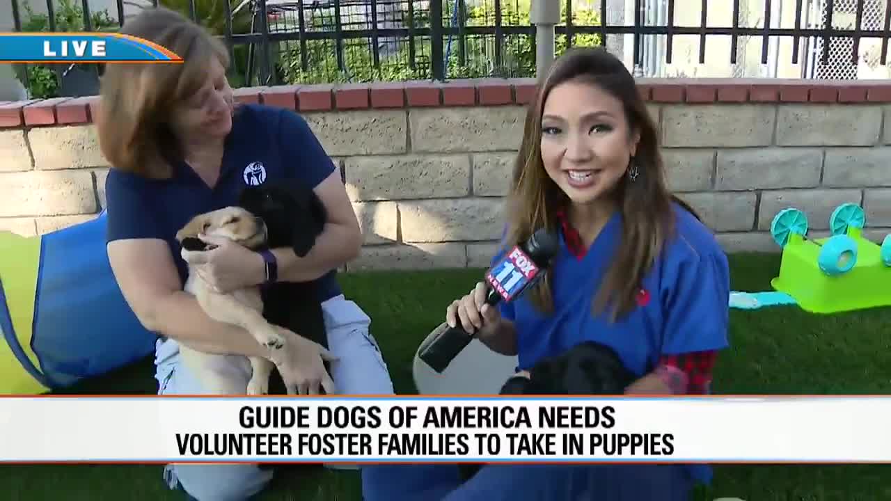 Guide Dogs of America needs volunteer foster families to take in puppies