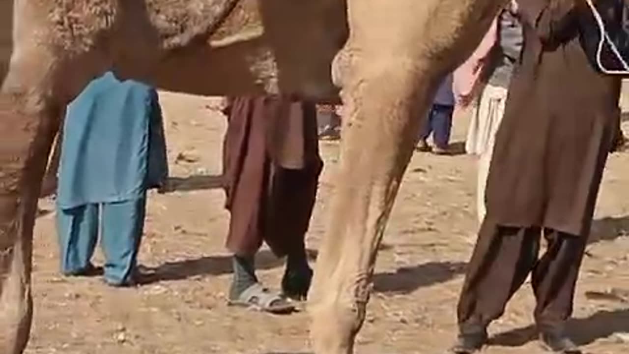 Camel