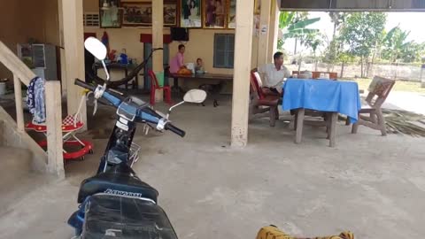 Funny Dog Prank 2021