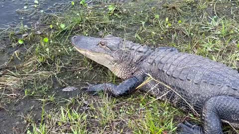 Buddy the Alligator Answers Question