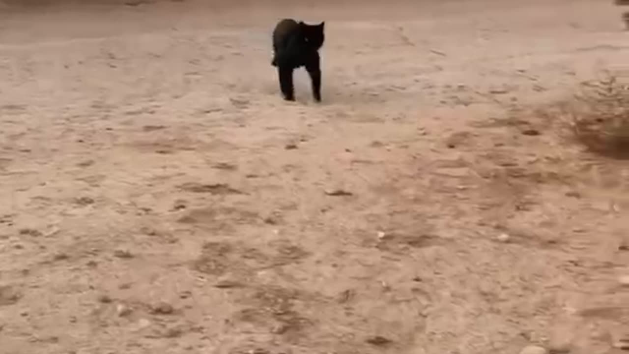 Love Catπππππππ