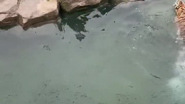 zoo