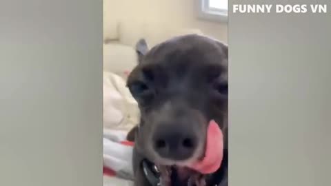 Funniest frank video animals video funny dog and cats 😀😀try not to laugh animals videos2022