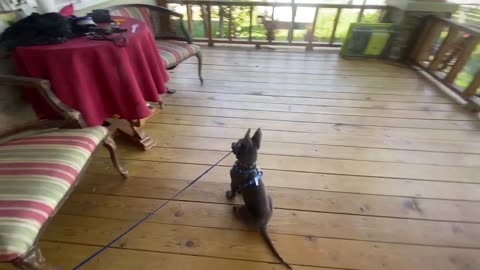 How to teach your puppy to bite & protect you family