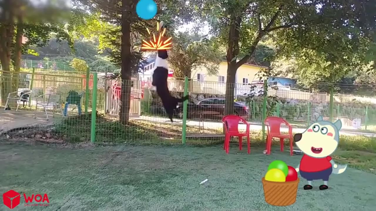 Funny Animal Videos 2023 😇 - Funniest Dogs and Cats Videos 🥰 ABC Alphabet Lore in Real Life