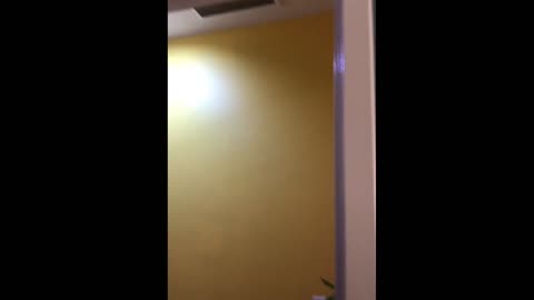 Kermit takes Flight