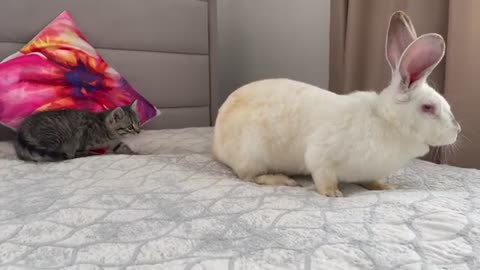 Baby Kitten is confused by meeting with Giant Rabbit
