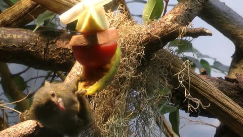 Monkey Is Eating Fruits