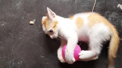 Play cat