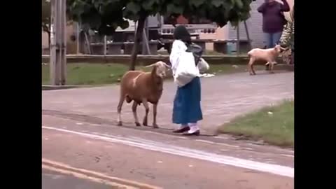 Cabra louca aterrorizando pessoas no Brasil