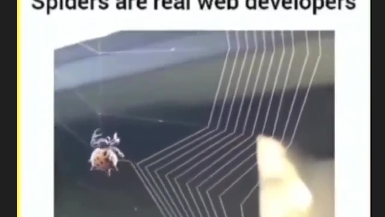 Real web developer