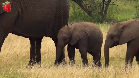 The Call of the Elephant