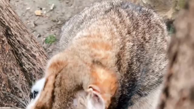 CUTE CATS