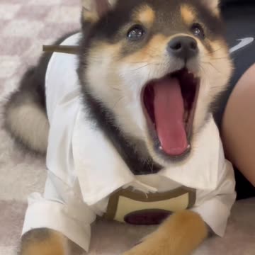 Match Puppy to the Owner I Lineup | Cut #005