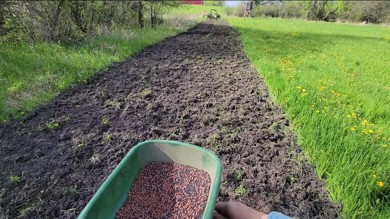 Best Deer Food Plot Seed Mix on our Farm