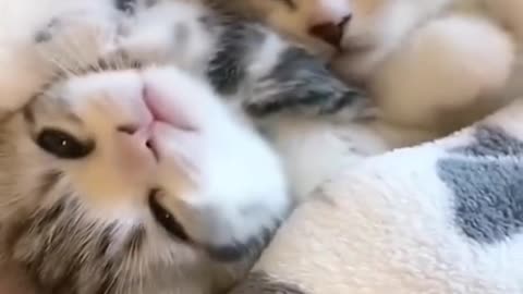 cute kittens 🥰🥰 #cutecat #cat #catoftiktok #fyp #pet #longervideos