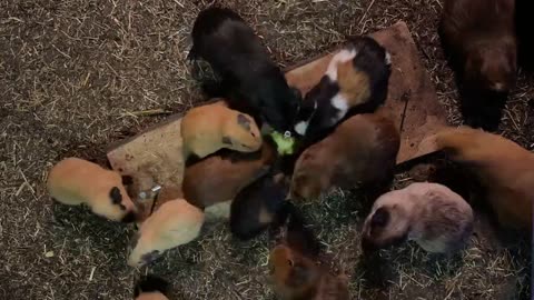 Guinea pigs eat a pumpkin