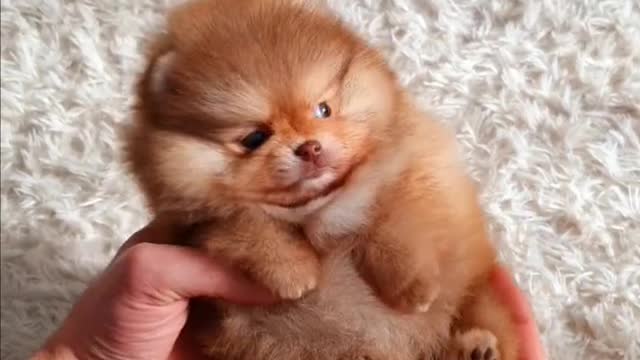 Mini Pomeranian Funny and Cute Pomeranian