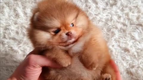 Mini Pomeranian Funny and Cute Pomeranian