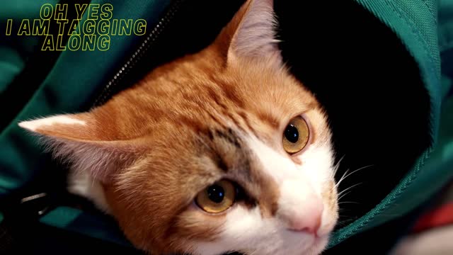 Funny Cat - Tagging along
