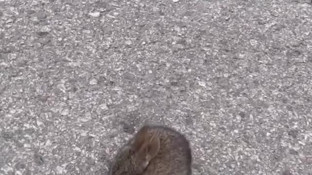 WILD BABY BUNNY ON THE ROAD!