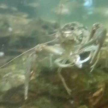 Flock it Farm: crayfish