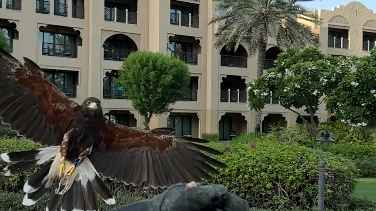 UAE falconry