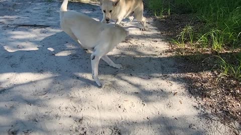 White German shepherd's battle