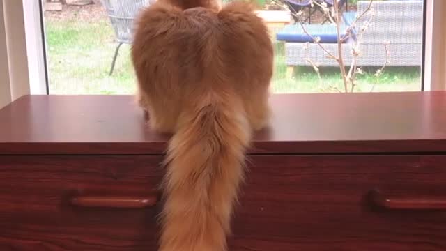 Anyone need help dusting their shelves I’ve got the tail to do it!